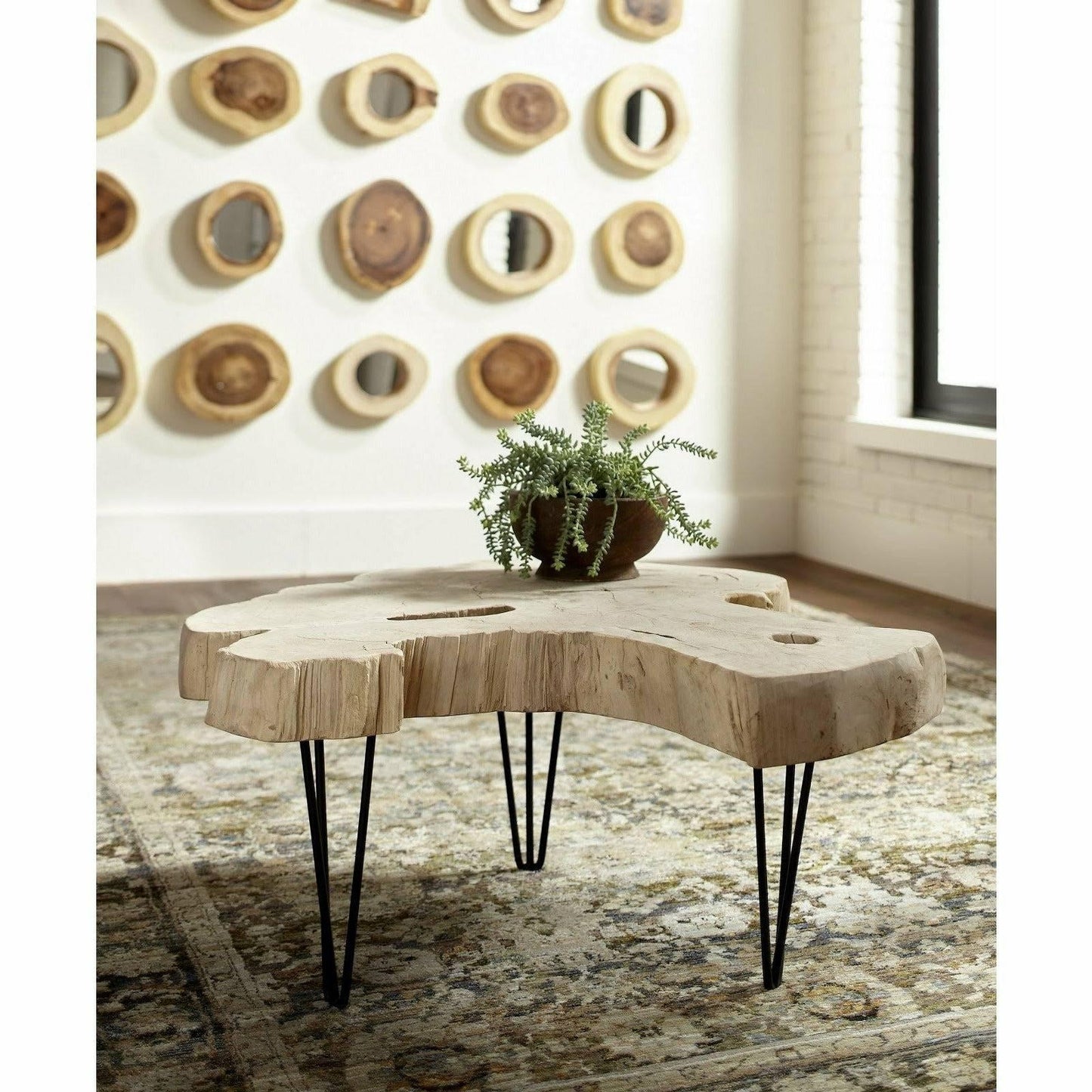 Bleached Slice Coffee Table, Iron Legs