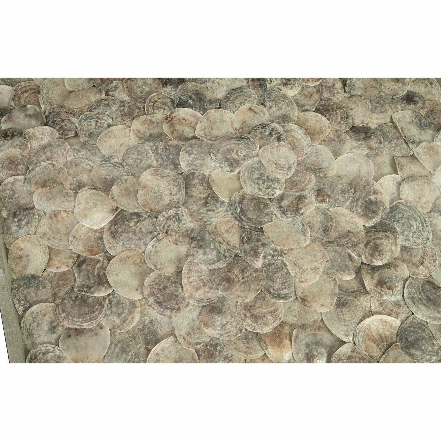 Shell Coffee Table